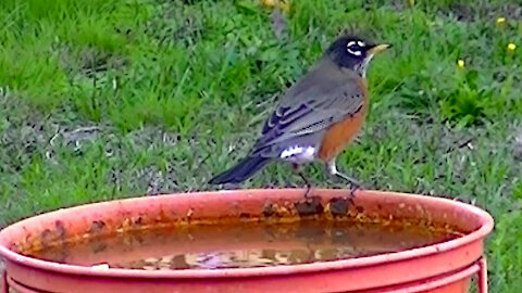 IECV NV #471 - 👀 American Robin At The Bird Bath 🐦10-8-2017