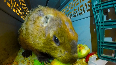 Loud lip-smacking groundhog will capture your heart