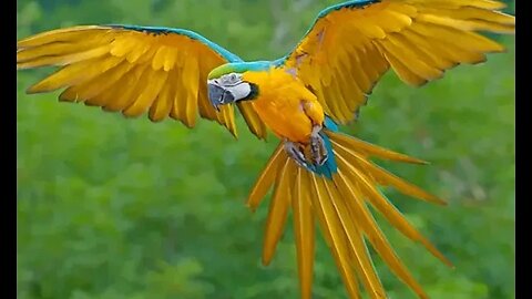 A parrot &quot; macaws&quot; chick learns to fly at home