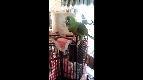 Singing, Talking, Crying... This Parrot Can Do It All. You Won't Believe How Talented He Really Is.