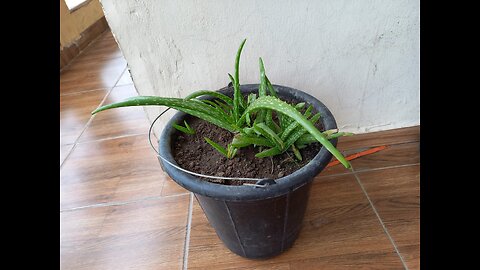 How I Grow Aloe Vera And Ginger at Home | I planted it Few Months Ago