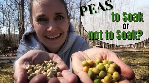 Planting Peas | Zone 6a | Does Soaking Peas Make a Difference?