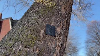 Buffalo’s oldest tree