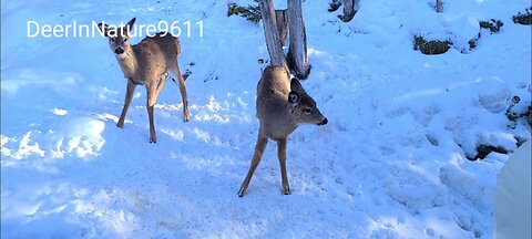 Young skinny deer come into town