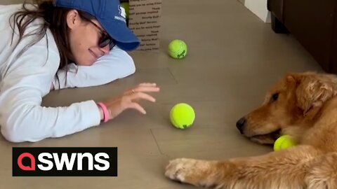 Watch this dog and his owner play a very lazy game of fetch