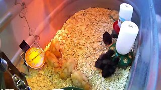 Baby Chick Cam!