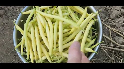 Today's special: yellow! Wax beans & corn-silks