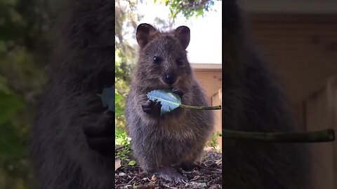 Cute funny Quokka -107