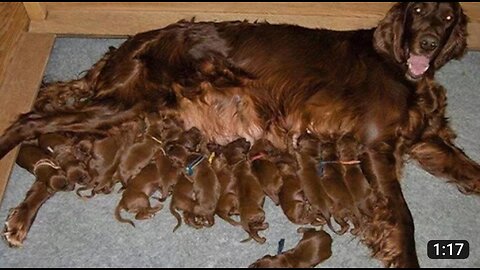 Dog Mommies That Have Many Puppies