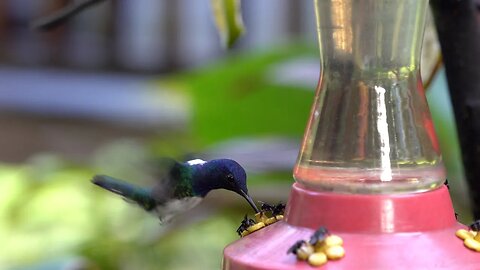 CatTV: birdfeeder2