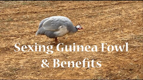 Sexing Guinea Fowl & Benefits