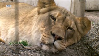 Racine Zoo prepares for busy spring