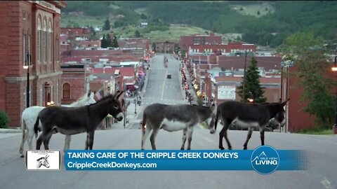 Taking Care of the Donkeys // Cripple Creek Donkeys