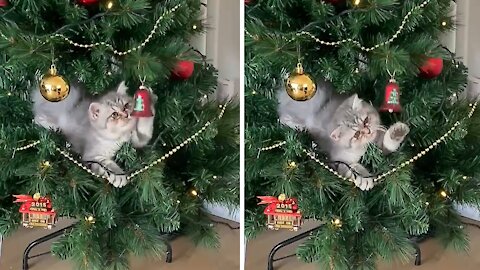 Kitten Climbs And Plays Inside Christmas Tree