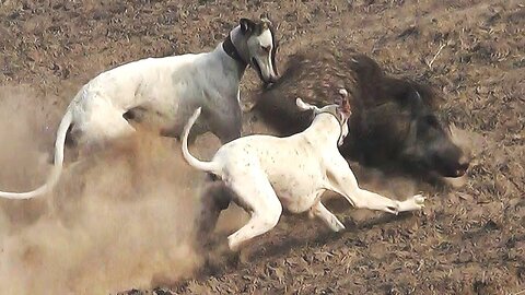 Wild Boar Hunting Lahore (Part- 2) || Soor ka Shikar | Pig Hunting Dogs | Hog Dogs