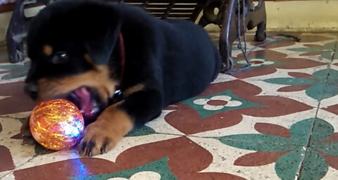 Rottweiler playing with light ball / cute puppy playing
