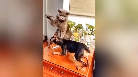 Funny 😂 cat and dogs🤣🎉New video🎉📷