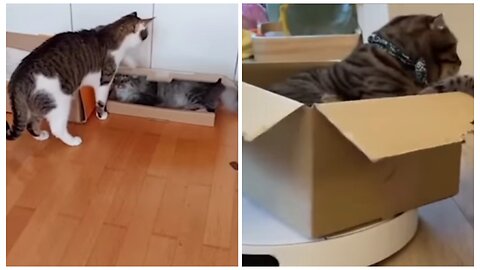 "Meow-sing Around: A Hilarious Compilation of Cat Antics"