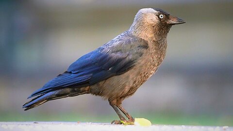 Jackdaws May Not Care for Salad But They Love Rice