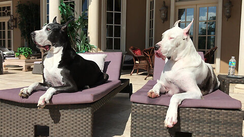 Happy Great Danes Enjoy Relaxing On Their Loungers