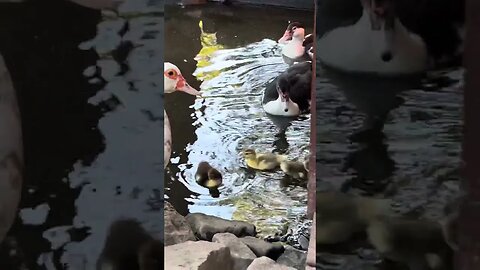 Warning: baby ducks first swim might melt your heart! 🦆💕#babyduck