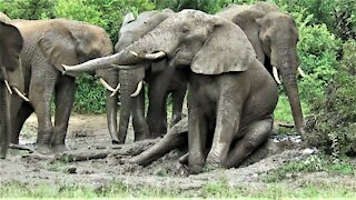Big bull elephant sits down to enjoy body scratch in the mud