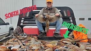 South Dakota pheasant hunting