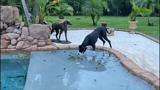 Curious Great Dane Checks Out Hurricane Leaves in the Pool