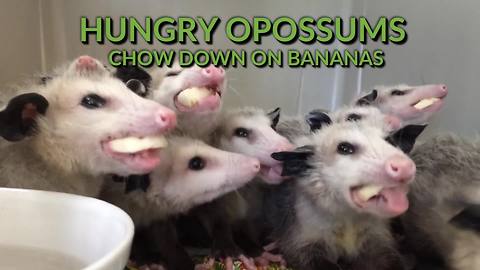 This compilation of cute & funny animals is the best collection ever!