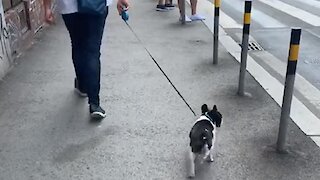 This dog has a truly unique way of walking