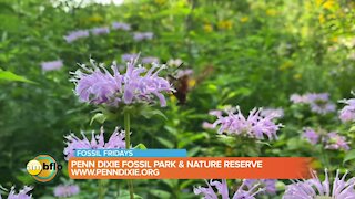 Fossil Friday – Walk the nature reserve at Penn Dixie Fossil Park and Nature Reserve