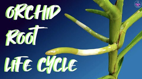 Orchid Root Life Cycle | Why do Orchid Roots have bumps? When do Orchid Roots absorb water?