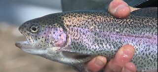 Stocking of rainbow trout begins in Cleveland's rivers