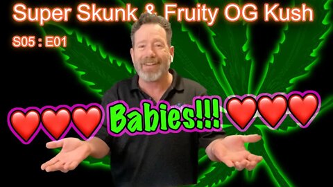 S05 E01 "Season Premiere"!!! New Grow: Super Skunk & Fruity OG Kush Photoperiods. Grrlz have POPPED!