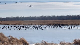 Ducks On Ice 50007