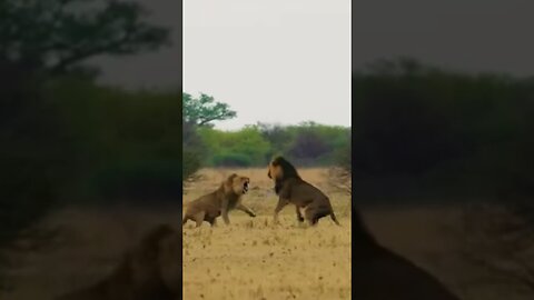 LIONS FIGHT/ WILD ANIMALS ATTACKS COMPILATION