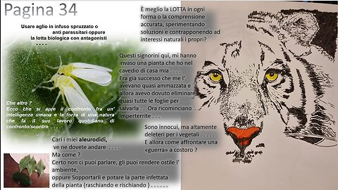 PAGINA TRENTAQUATTRO del SITO di mariocase