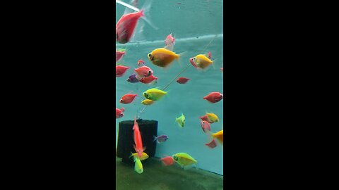 Fish - Colourful Fish - Lovely fish - Fish Tank