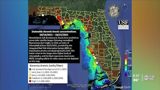 Red Tide still present along Tampa Bay area coasts