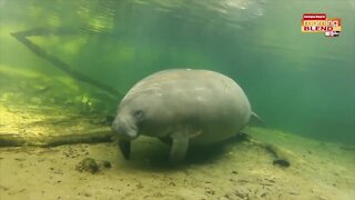 Save the Manatees | Morning Blend