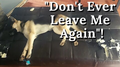 Naughty Husky + German Shepherd Mix Destroys Our House While Out | Maple Has No Regrets