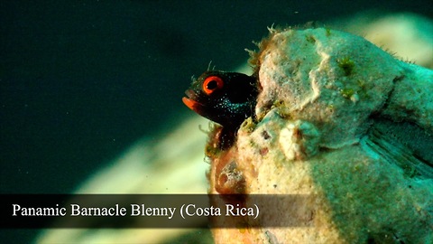 BLENNY LOVERS (Part 1)