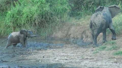 Clumsy baby elephant takes a nosedive in the mud