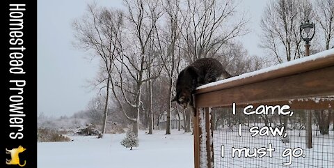 Cat Demands to Be Let Out To Survey His Snowy Kingdom