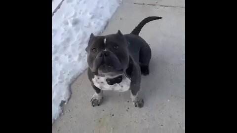 pit bull intelligence