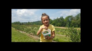 Picking Blueberries at the Blue Barn Farm