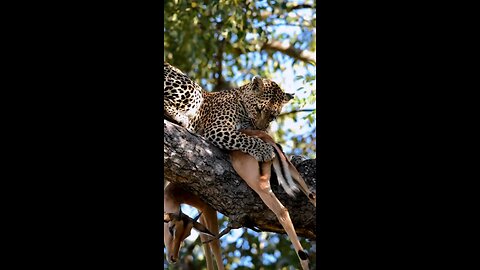 Leopard Plucking Fur Off Impala Carcass