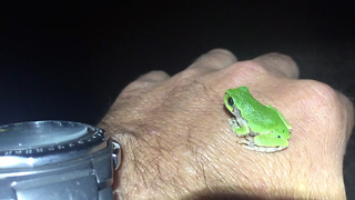 Baby tree frog seeks human warmth on frosty night
