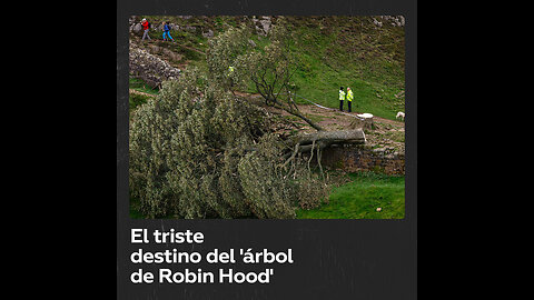 Ecocidio: talan ‘árbol de Robin Hood’ de casi 300 años de edad