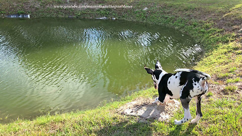 Funny Great Dane Puppy Digs for Florida Moles